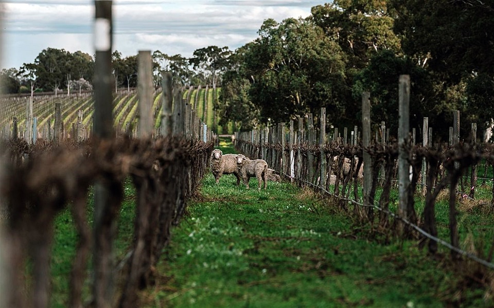 위라 위라(Wirra Wirra)는 2013년부터 유기농 및 바이오다이내믹 농법으로 전환하며 지속가능성을 추구하고 있다