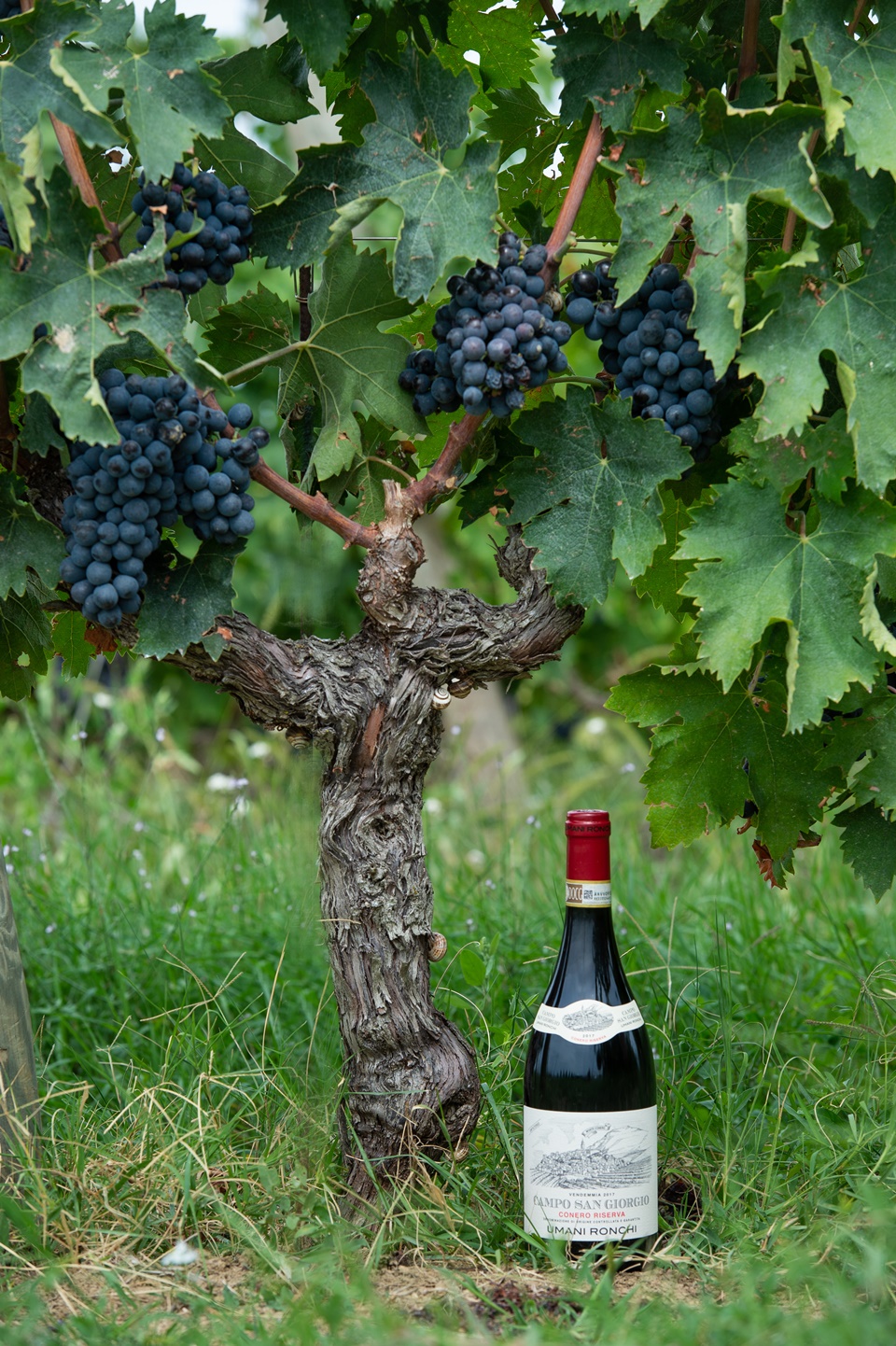 깜포 산 조르지오(Campo San Giorgio) 2020