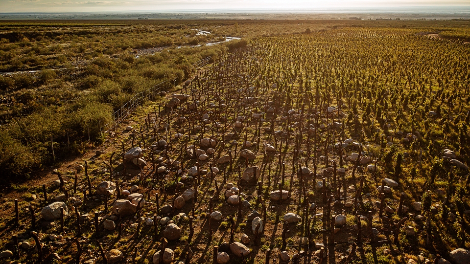 카이켄 볼더(Kaiken Boulder)의 빈야드