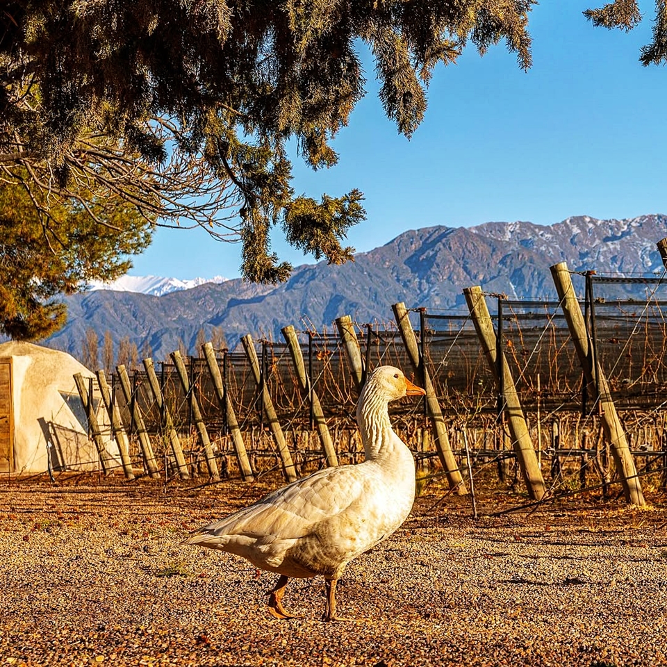 아르헨티나와 칠레 사이의 안데스 산맥을 가로질러 다니는 파타고니아의 야생 거위 ‘카이켄(Kaiken)’