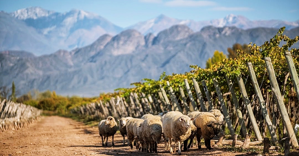 포도밭의 지속가능성을 위해 잡초와 해충을 없애기 위한 방안으로 동물들을 함께 키우는 카이켄(Kaiken)