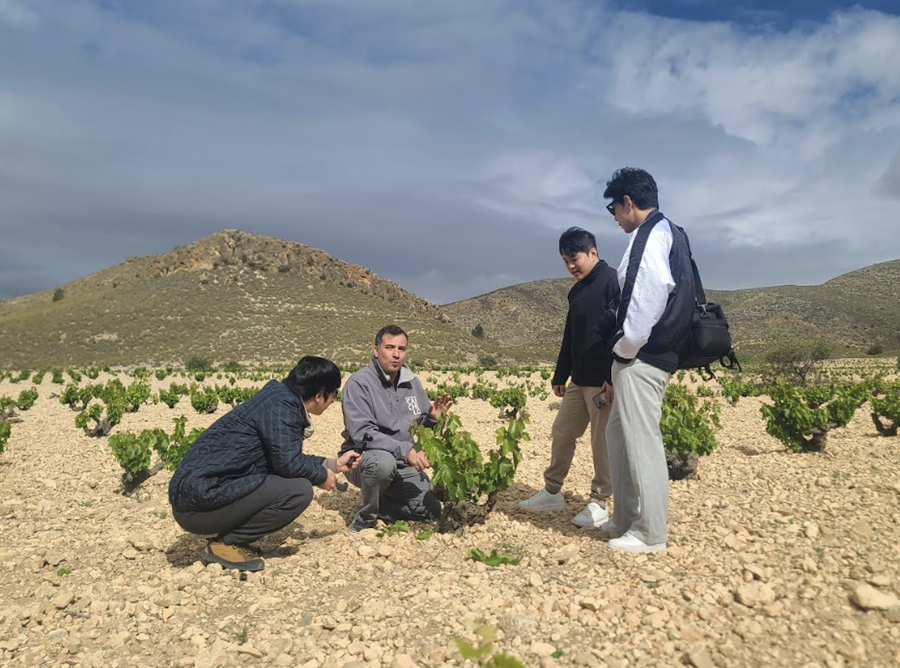 주로 모래와 석회석 토양인 보데가스 카르첼로(Bodegas Carchelo)의 모나스트렐 포도밭에서 그린 하비스트에 대한 설명을 듣는 모습.
