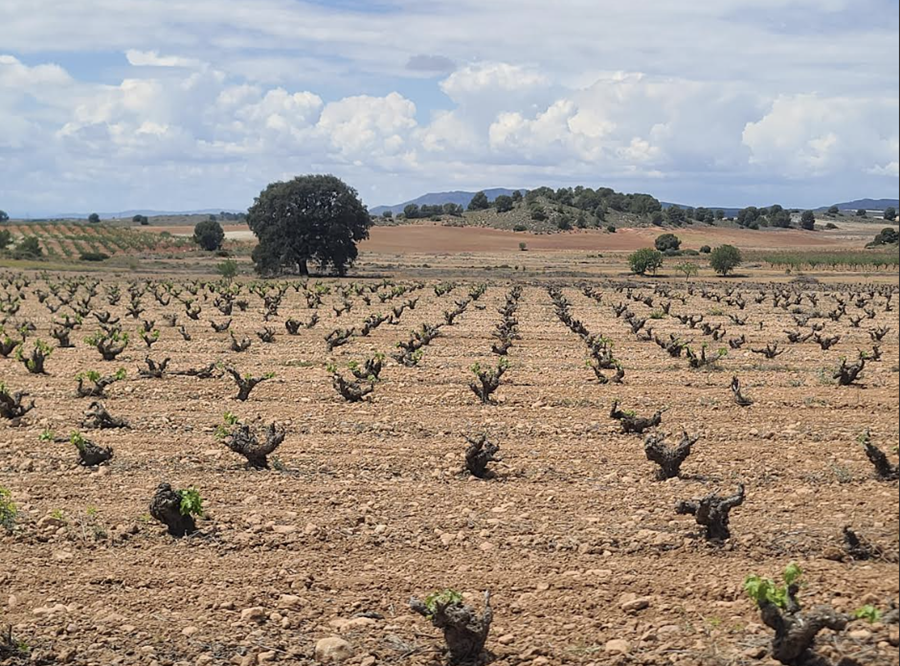 보데가스 알세뇨(Bodegas Alceño)의 모나스트렐 포도밭