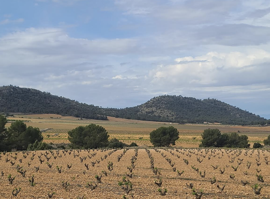 보데가스 까사 까스띠요(Bodegas Casa Castillo)의 모나스트렐 포도밭