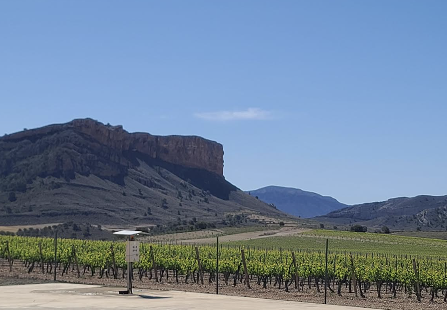 보데가스 후안 길 와이너리의 포도밭 전경.