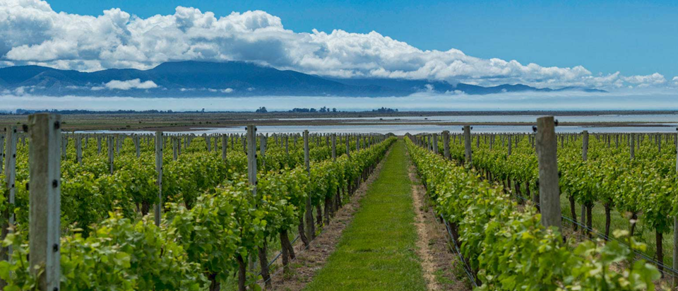 (사진 출처: Marlborough Wine Ltd Homepage)