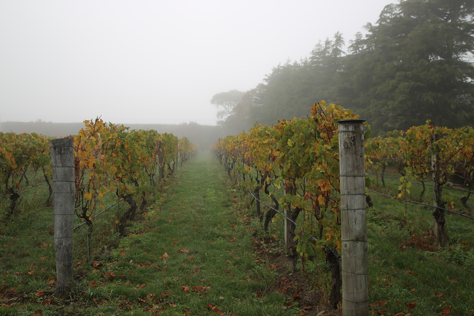 아타 랑기(Ata Rangi) 와이너리 포도밭