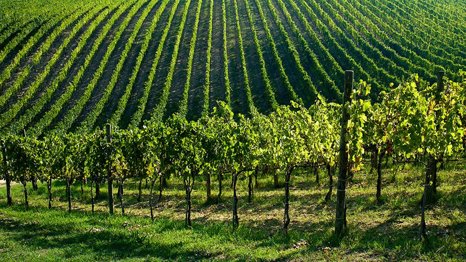 마스트로베라르디노(Mastroberardino) 포도밭 @홈페이지