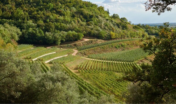 @베르타니(사진=Bertani)