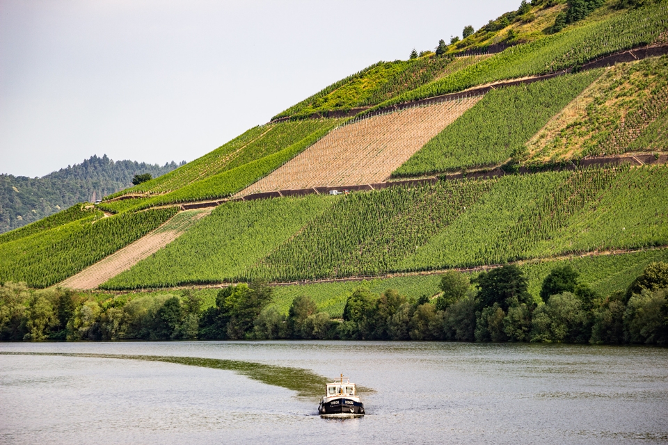 독일 모젤 포도밭 (사진=Billy Wilson)