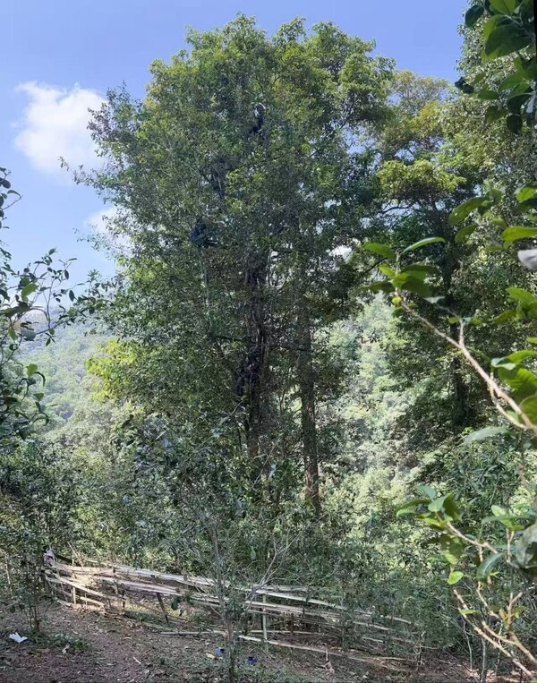 박하당(薄荷塘)의 고목 고간 (古木 高杆)