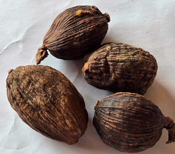 초과(草果:Amomum villosum)