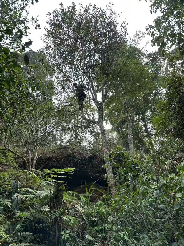 박하당(薄荷塘)의 고목 고간(古木 高杆)의 찻잎 채집