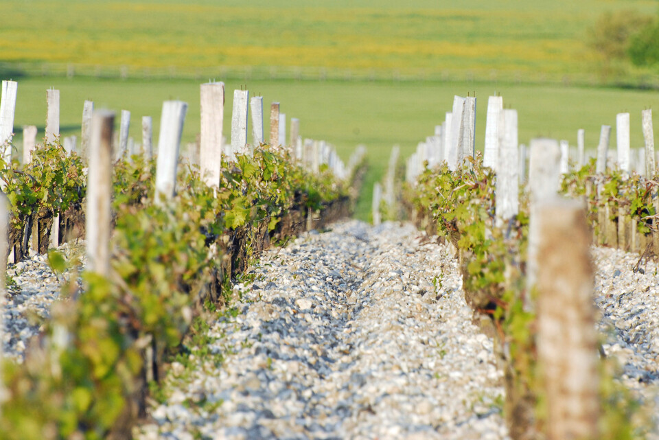 @샤토 마고(사진: Chateau Margaux)