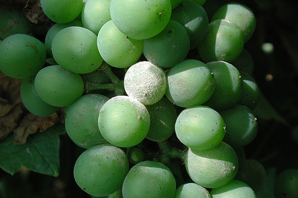 백분병에 감염된 포도열매 (사진=Wikimedia)
