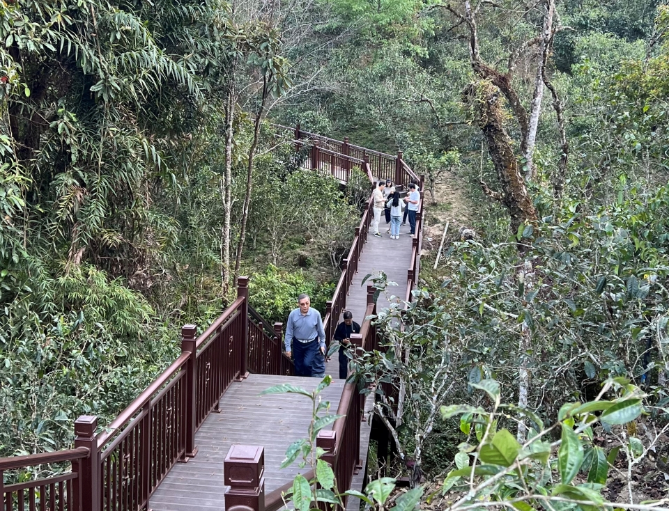 맹해 포랑산 노반장노채의 고수차산의 생태환경이 파괴되고 관광객을 위한 길