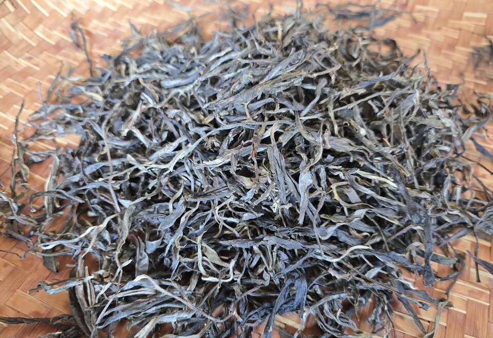 2025년 춘차 쇄청모차 