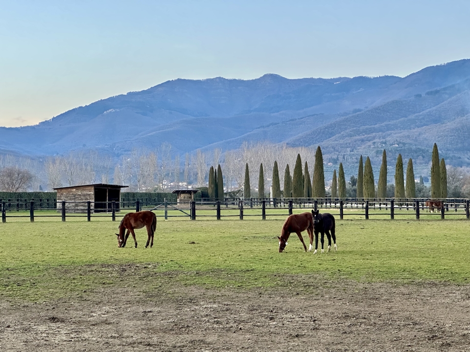 일 보로 내 승마장