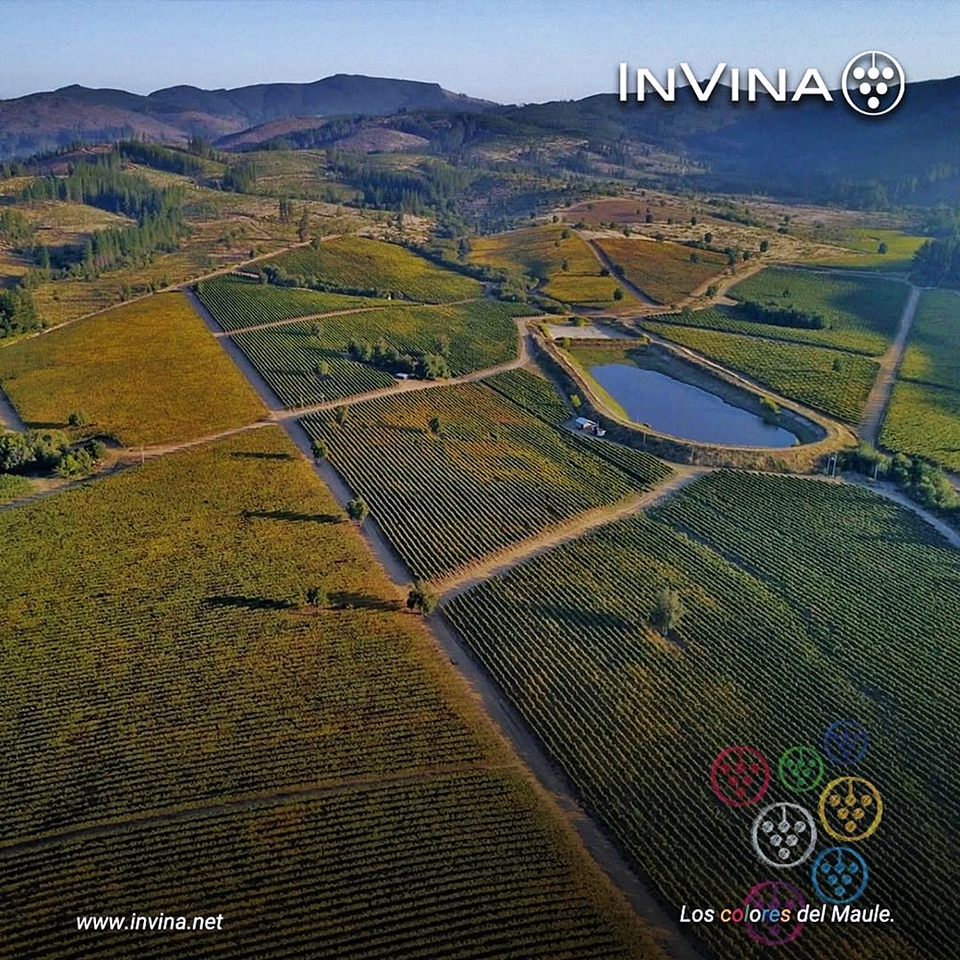 Maule valley의 Batuco 빈야드