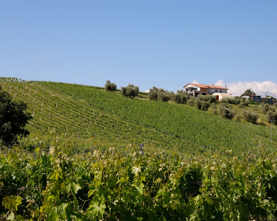 이탈리아 중부 아부르쪼 포도밭 (사진=무인양품)