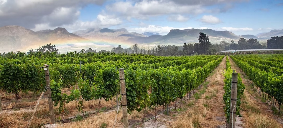 아쿠아마린이 탄생하는 뉴질랜드 포도원의 모습 (사진=레뱅)