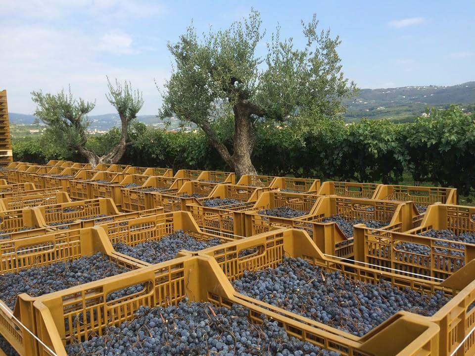 건조되고 있는 포도 (사진=비케이트레이딩)