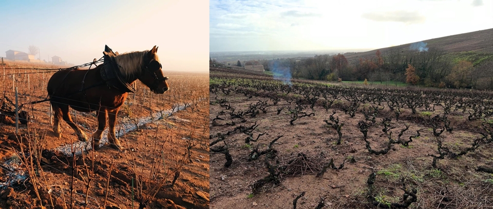  40년에서 100년에 이르는 올드바인들로 포도를 재배하여, 포도 한 알에 최대한의 아로마를 응축한다
