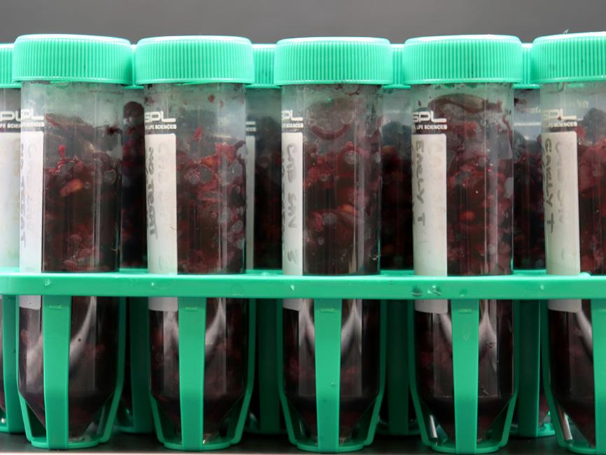 발효가 한창 진행 중인 마이크로 발효 샘플 트레이. 이번 연구는 약 50밀리리터(대략 1/4컵) 분량의 발효인 마이크로비니피케이션이 와인 화학을 연구하는 데 있어 신뢰할 수 있고 편리한 방법임을 입증했다. (사진=펜실베이니아주립대학교)