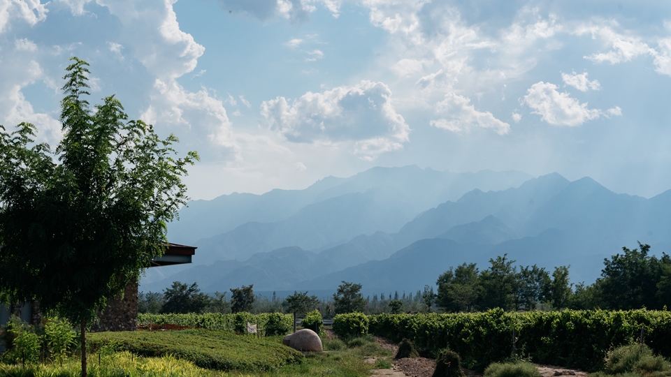 실버 하이츠는 중국 와인 업계 최초로 유기농 인증을 획득한 와이너리 중 하나이다. (사진=동원와인플러스)