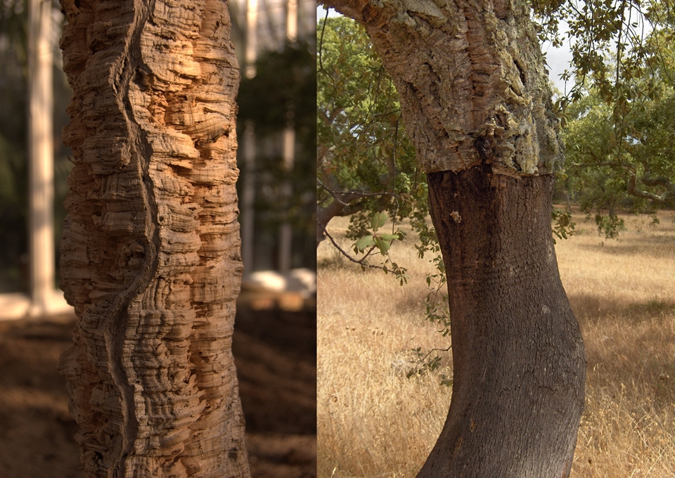 코르크참나무 (사진=Wikimedia)