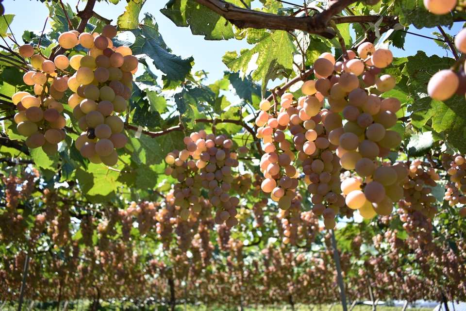 코슈(Koshu) 포도 (사진=Wikimedia)