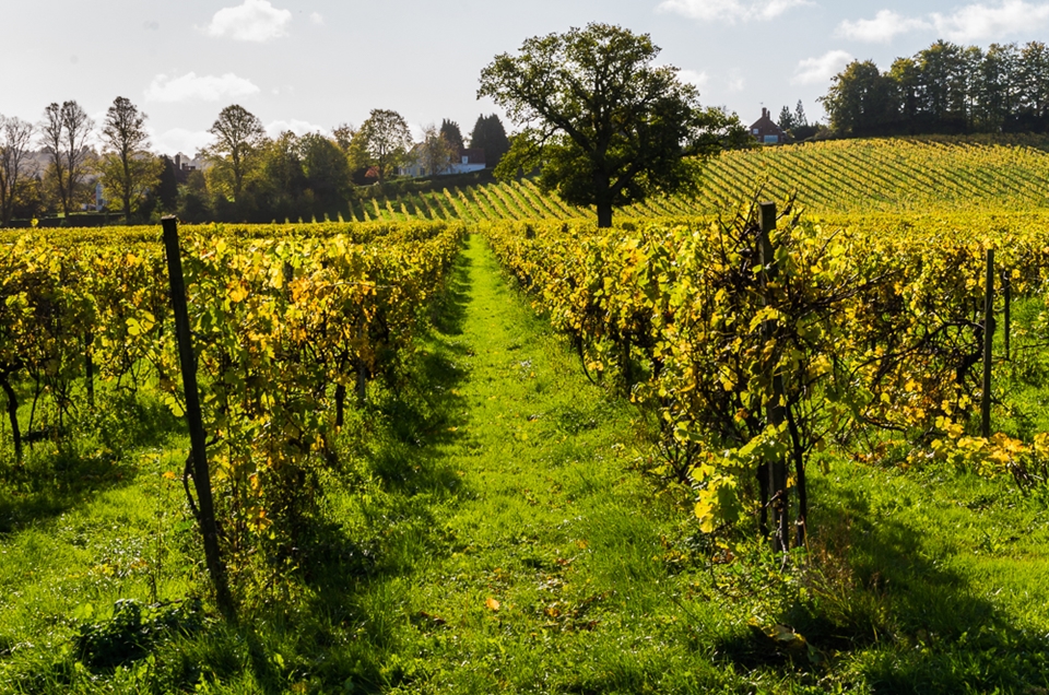 영국에 위치한 한 포도밭 (사진=Wikimedia)