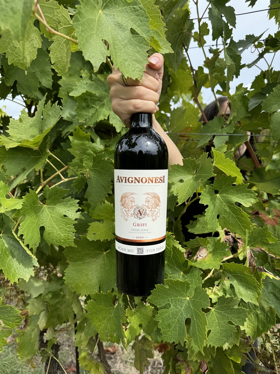 아비뇨네지 그리피 (사진=레뱅)