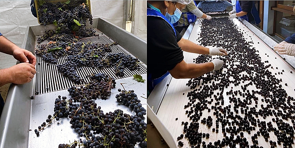 끌로 아팔타는 테이블 포도 선별(Tri sur table, 이중 소팅 시스템)을 도입해 최상의 포도만을 엄선하여 와인을 생산한다