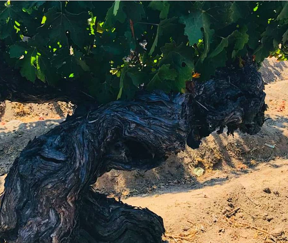 120년 이상의 올드바인(Old Vine) 까베르네 소비뇽