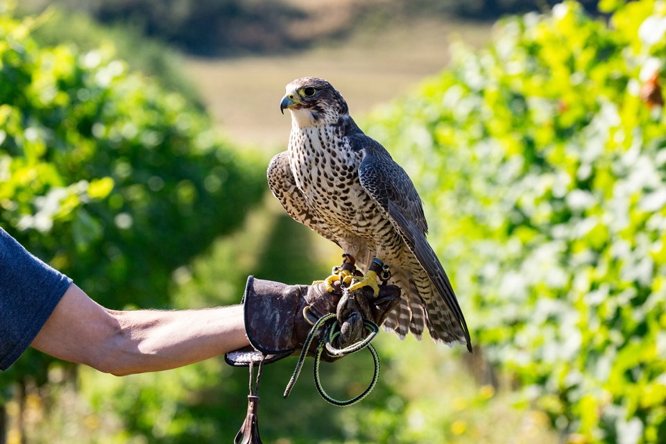 2025년 수확 보호를 위해 투입된 송골매와 자이르팔콘의 교배종 (사진=Rathfinny Wine Estate)
