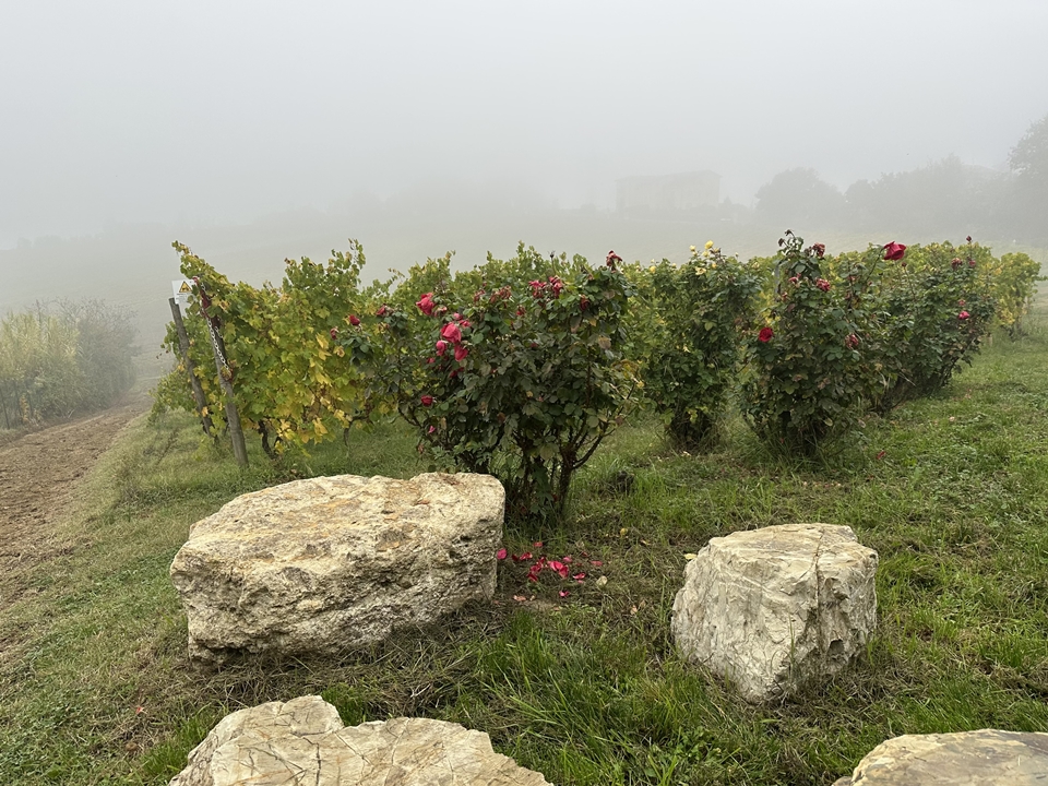 몬티노 밭. 사진 전면에 보이는 암석들은 산타가타 포실리 이회토가 굳어져 만들어진 것으로 발견된 곳의 토양 성분과 일치한다