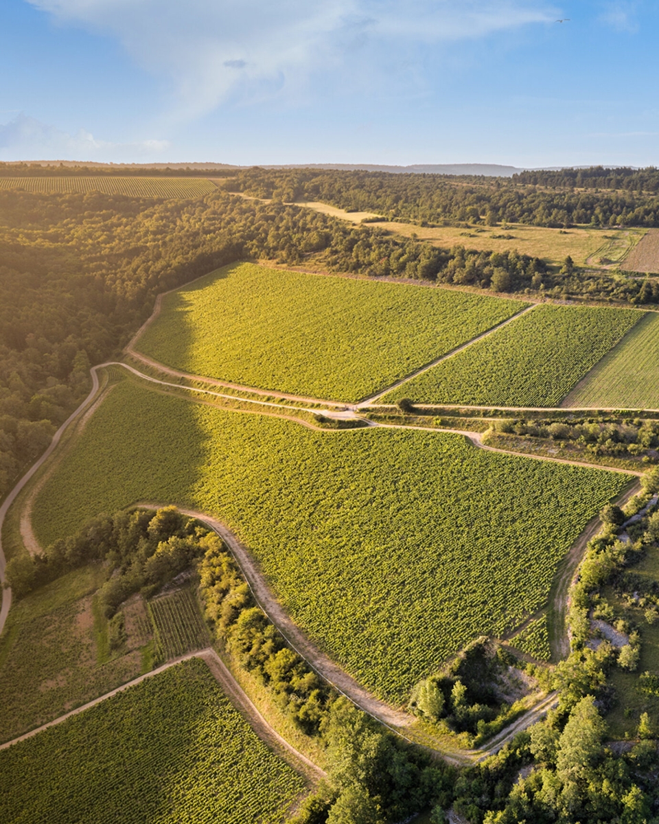 필립 르 아르디의 포도밭 중 일부 전경 @Domaine du Château Philippe le Hardi