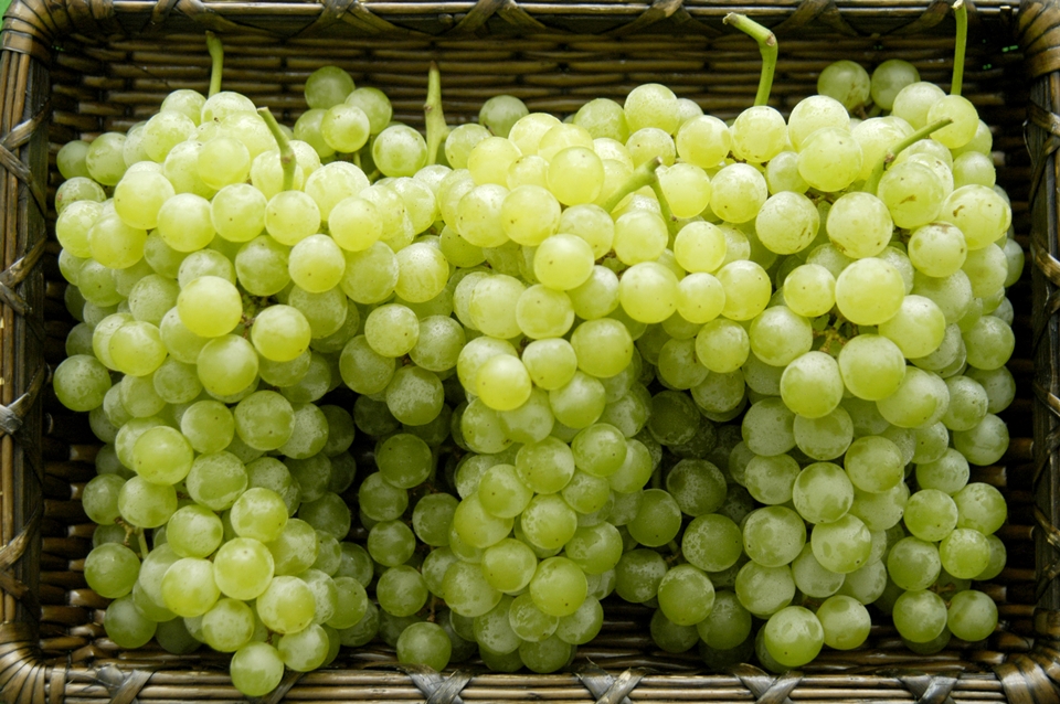청수포도 (사진=농촌진흥청)