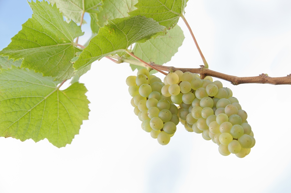 믈롱 블랑(Melon Blanc) 품종 사진